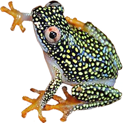 Starry Night Reed Frog